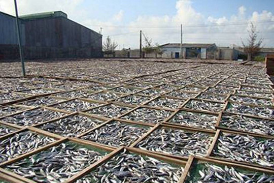 Bình Thuận: Tập trung khắc phục ô nhiễm môi trường tại CCN chế biến hải sản Phú Hài 