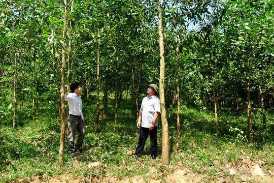 Hòa Bình: Phát triển bền vững từ rừng sản xuất