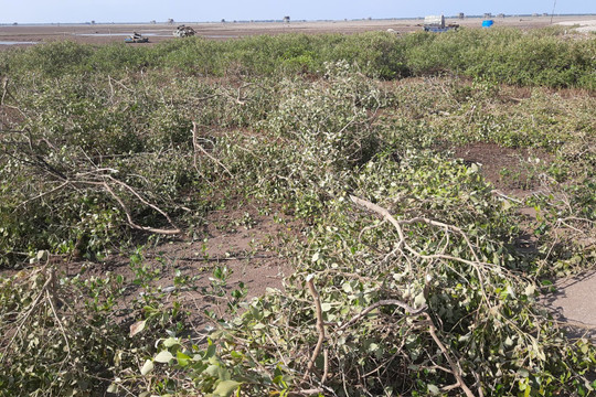 Nam Định: Xử phạt 325 triệu đồng người hút cát, chặt cây trong Vườn Quốc gia