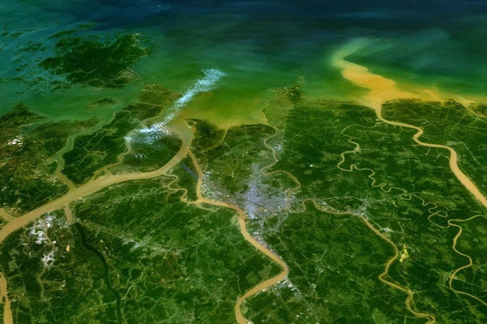 Cần giải pháp cho tình trạng suy thoái rừng ngập mặn tại Việt Nam