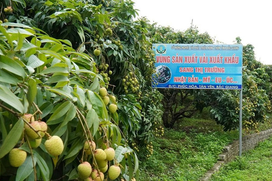 Bắc Giang tăng cường công tác quản lý mã số vùng trồng và cơ sở đóng gói nông sản phục vụ xuất khẩu
