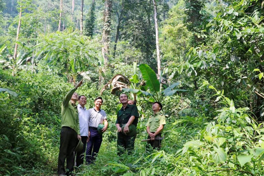 Lào Cai bảo vệ phát triển rừng hướng đến trung hòa các-bon