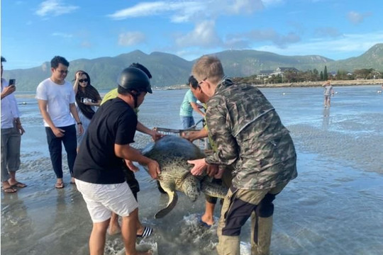 Cứu hộ rùa xanh quý hiếm bị mắc cạn tại Côn Đảo