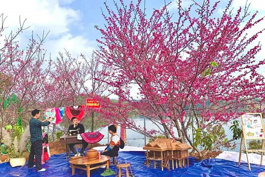 Điện Biên: Rực rỡ hoa anh đào trên “đảo đào hoa”