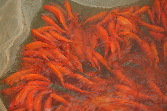 Hàng triệu cá chép đỏ vượt “cổng làng” phục vụ Tết ông Công, ông Táo
