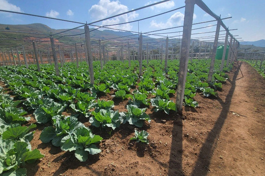 Điện Biên: Ứng dụng KHCN, nâng cao chất lượng, sản lượng trong sản xuất nông nghiệp