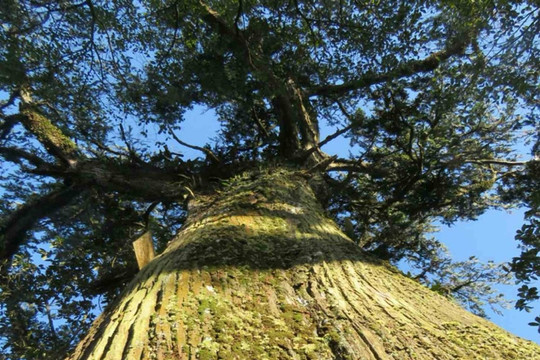 Hai cây Bách xanh đầu tiên được công nhận là Cây Di sản Việt Nam