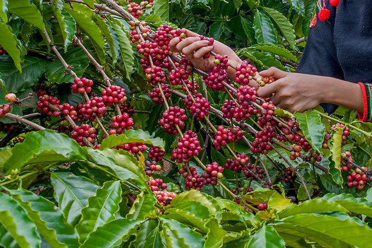Trồng và chế biến cà phê ở Đắk Nông: Chú trọng phát triển theo hướng bền vững