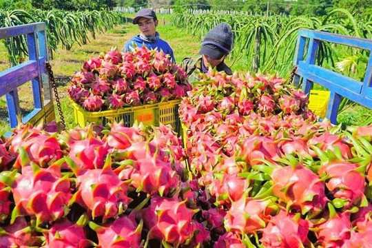 Sử dụng đất đai hiệu quả trong trồng trọt giúp huyện Hàm Thuận Nam giảm nghèo bền vững