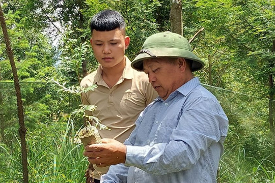 Hiệu quả từ chính sách trồng rừng ở Nghệ An