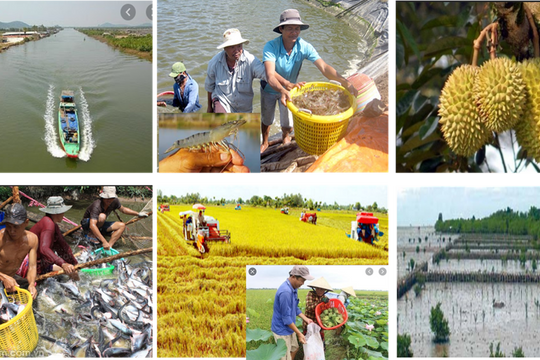Nông nghiệp thuận thiên ở Đồng bằng sông Cửu Long: Cần nhiều nguồn lực