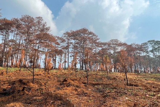Đắk Glong (Đắk Nông): Đề nghị điều tra nguyên nhân cháy rừng thông non