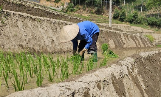 Lai Châu triển khai các biện pháp phòng chống hạn hán, thiếu nước