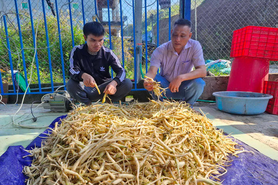 Tây Giang (Quảng Nam): Phát triển cây dược liệu hữu cơ từ “kho báu” của rừng