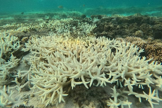 Sự nóng lên của đại dương đang “thảm sát” san hô toàn cầu