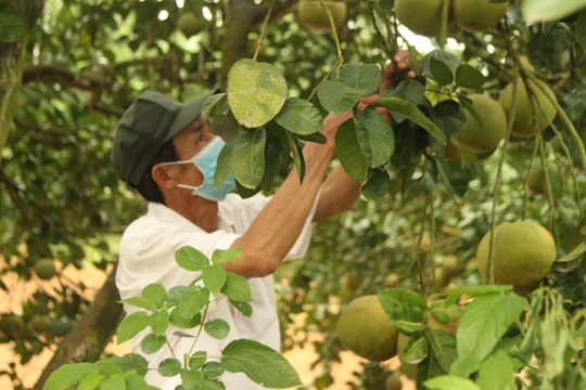 Hải Dương: Bảo tồn giống cây trồng bản địa quý