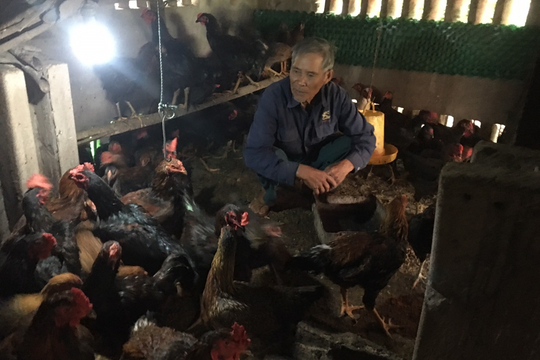 Huyện Kim Sơn (Ninh Bình): Hỗ trợ nông dân chăn nuôi hiệu quả