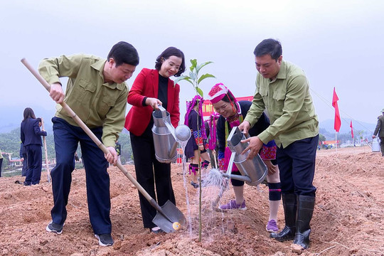 Quảng Ninh: Trồng rừng gỗ lớn tạo sinh kế bền vững