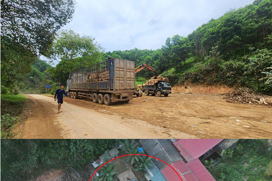 Triệu Sơn (Thanh Hóa): Cần xử lý nghiêm cơ sở chế biến, thu mua gỗ keo trái phép