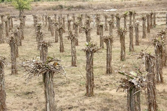 Trung Bộ: Hàng chục nghìn ha cây trồng vụ Hè Thu nhiều khả năng thiếu nước
