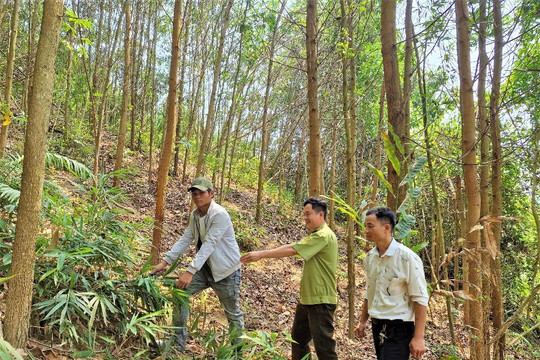 Quảng Nam: Giữ rừng trong mùa khô