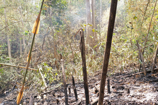 Đắk Nông: Phát hiện vụ đốt rừng trái phép