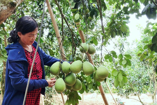 Thừa Thiên – Huế: Hiệu quả vay vốn giúp dân giảm nghèo