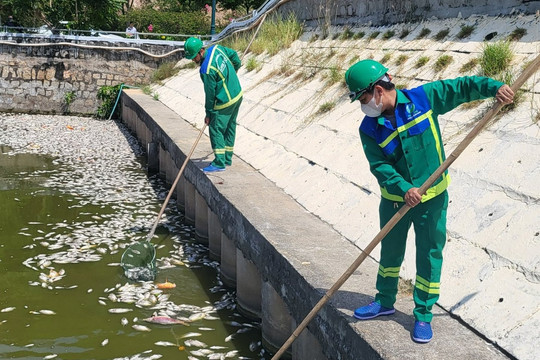 Sở TN&MT Bình Định thông tin về nguyên nhân cá chết hàng loạt tại hồ Bàu Sen (TP. Quy Nhơn)
