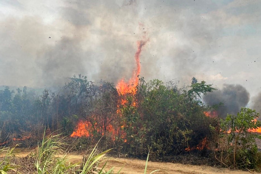 Khánh Hòa: Đã khống chế được đám cháy hàng chục ha rừng và ruộng mía