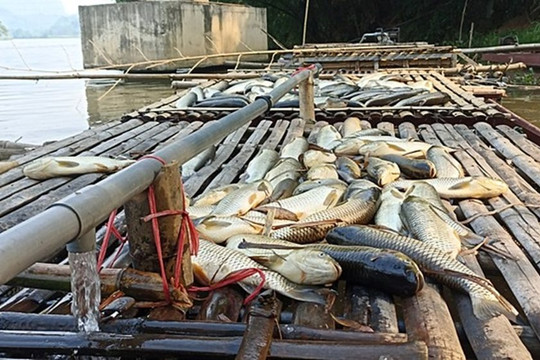 Thanh Hóa: Tìm ra nguyên nhân cá chết hàng loạt trên sông Mã
