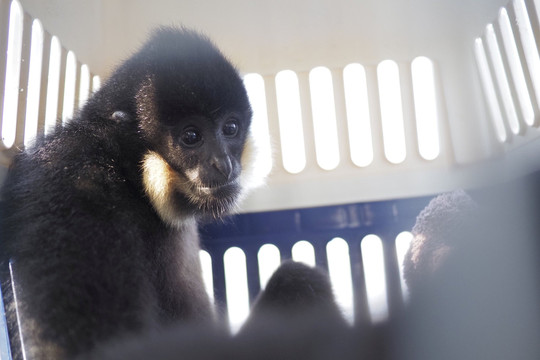 Vườn quốc gia Cúc Phương cứu hộ vượn đen má hung cực kỳ quý hiếm