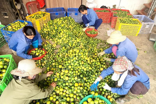 Tuyên Quang: Nhiều hộ dân vùng cao đổi đời nhờ chanh tứ mùa