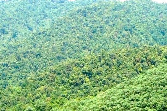 Bảo Yên ( Lào Cai): Quản lý rừng bền vững hướng đến khai thác tín chỉ carbon