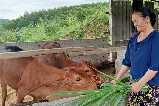 Sơn Động (Bắc Giang): Hỗ trợ bò giống cho hộ nghèo