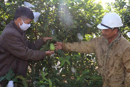 Tuyên Quang: Đẩy mạnh phát triển cây trồng thích ứng với BĐKH