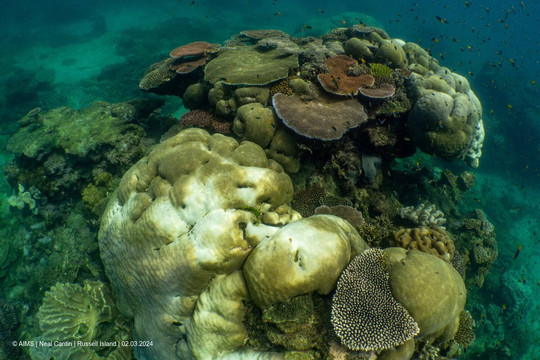 Hiện tượng tẩy trắng san hô toàn cầu lan rộng: Đâu là giải pháp cốt lõi?
