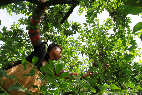 Ngày hội hái quả trên Cao nguyên Mộc Châu (Sơn La): Sản xuất sạch gắn với bảo vệ môi trường