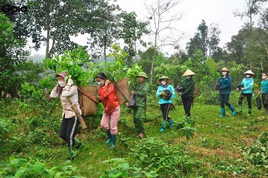 Hòa Bình: Bảo vệ và phát triển rừng vì mục tiêu xóa đói giảm nghèo