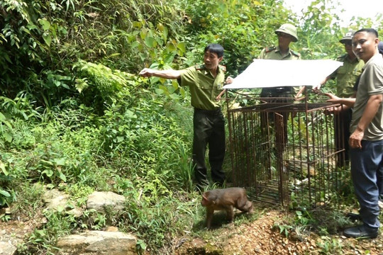 Trạm Tấu (Yên Bái): Thả 2 cá thể khỉ quý hiếm về rừng tự nhiên