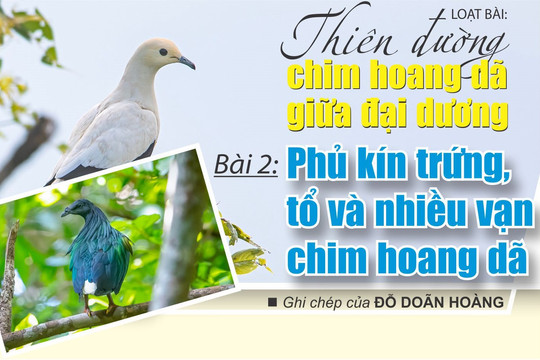 Thiên đường chim hoang dã giữa  đại dương - Bài 2: Phủ kín trứng, tổ và nhiều vạn chim hoang dã