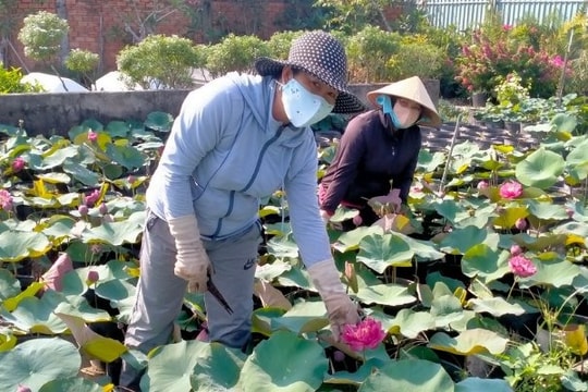 Nâng cao giá trị chuỗi ngành hàng sen