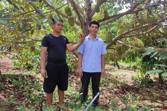 Đắk Lắk: Quản lý hiệu quả đất đai giúp giảm nghèo bền vững tại huyện Cư M’gar