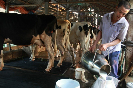 Chăn nuôi bò sữa, nghề làm giàu ở Duy Tiên