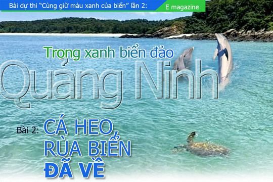 Trong xanh biển đảo Quảng Ninh - bài 2: Cá heo, rùa biển đã về