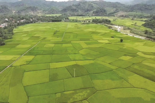Nghệ An: Thí điểm phát hành tín chỉ các-bon trên 6.000ha sản xuất lúa
