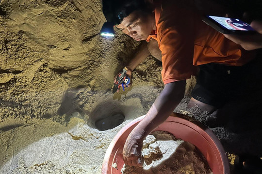 Bình Định: Rùa biển liên tiếp đẻ trứng tại bãi biển Nhơn Hải