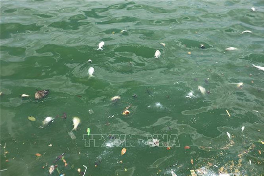 Kiểm tra, xác định nguyên nhân cá chết bất thường tại hồ Tây, Đắk Nông