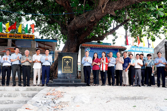 Khánh Hòa: Cây bàng 200 năm tuổi được công nhận là cây di sản Việt Nam