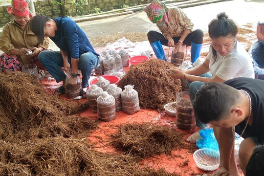 Điện Biên: Hội nông dân tổ chức dạy nghề cho hội viên