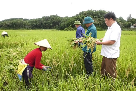 Lang Chánh (Thanh Hóa): Hiệu quả triển từ mô hình trồng lúa chất lượng cao
